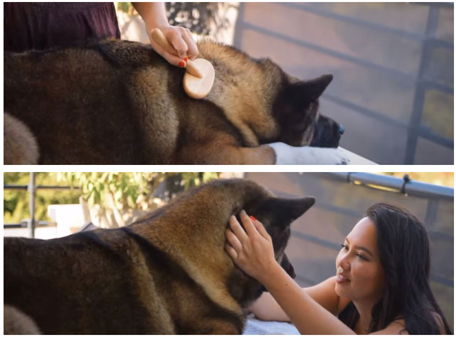 brosse massage akita americain