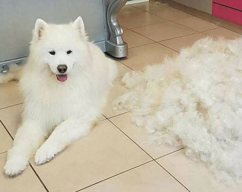 La mue chez le chien, nos astuces pour éviter la galère !