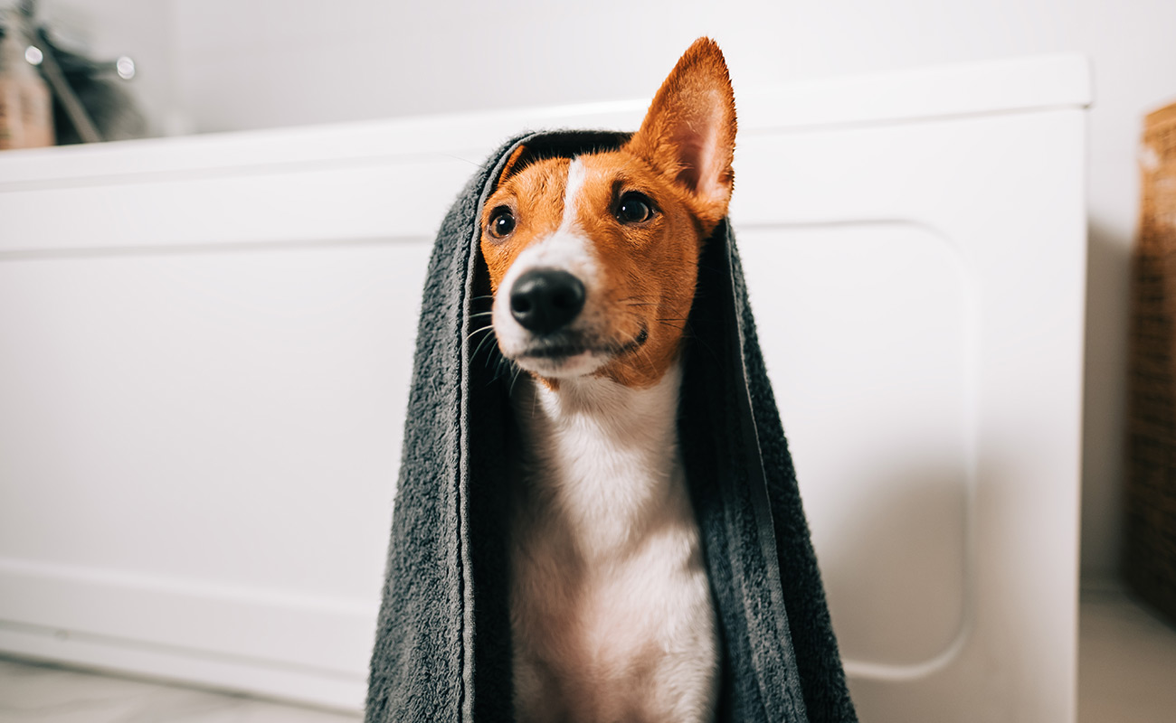 chien avec une serviette sur le tete