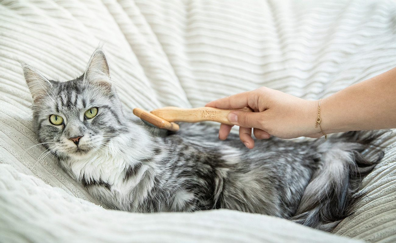 Chat maine coon qui se fait brosser